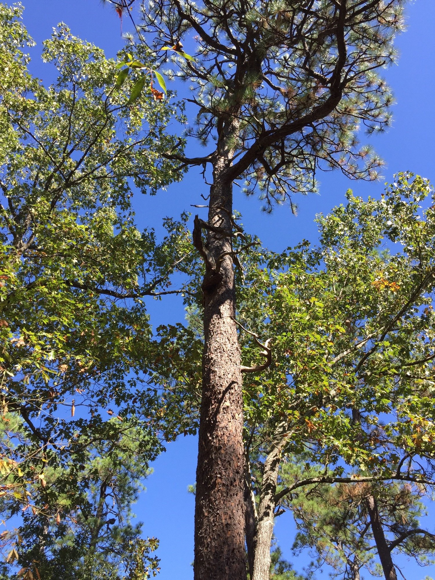 The estimated 469 year old longleaf pine - part of the Boyd tract of old-growth longleaf protected by the Boyd family. Photo Credit: Addie Thornton with SERPPAS