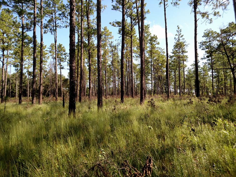 Open understory of longleaf pine. Photo Credit: Wendy J. Ledbetter