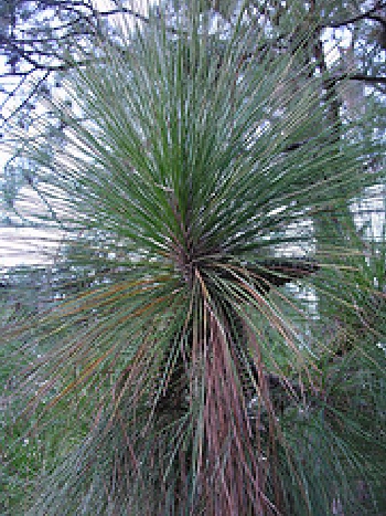 Pine Cluster
