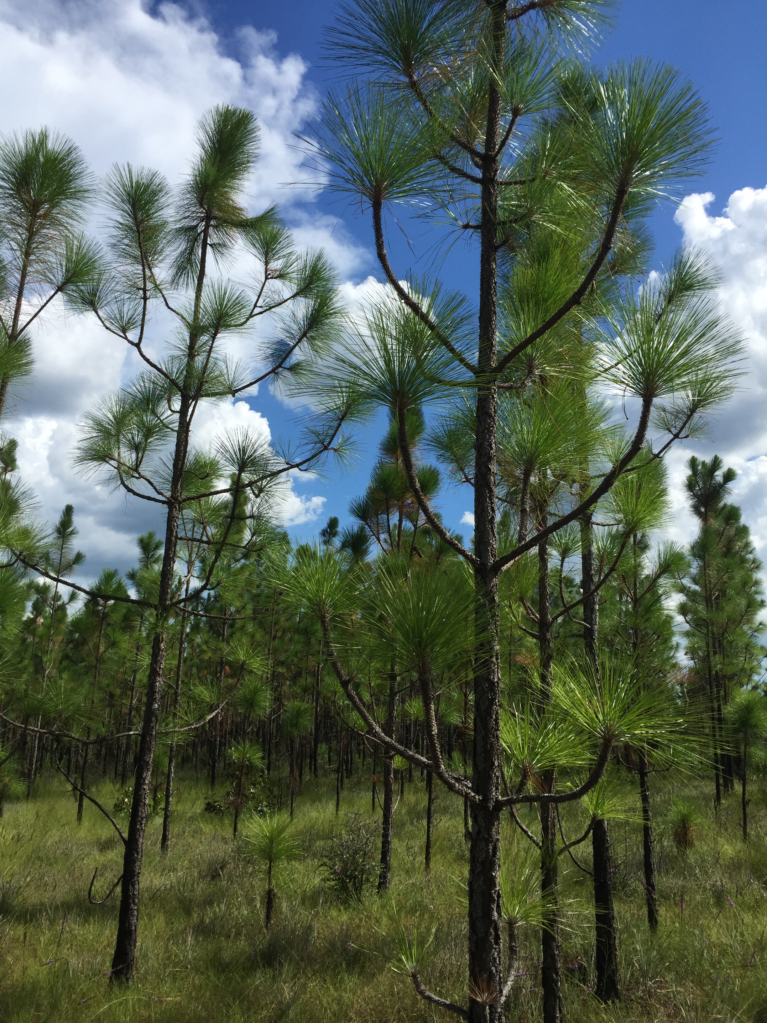 Beautiful longleaf pine in East Texas. Photo credit: Stephanie Hertz.