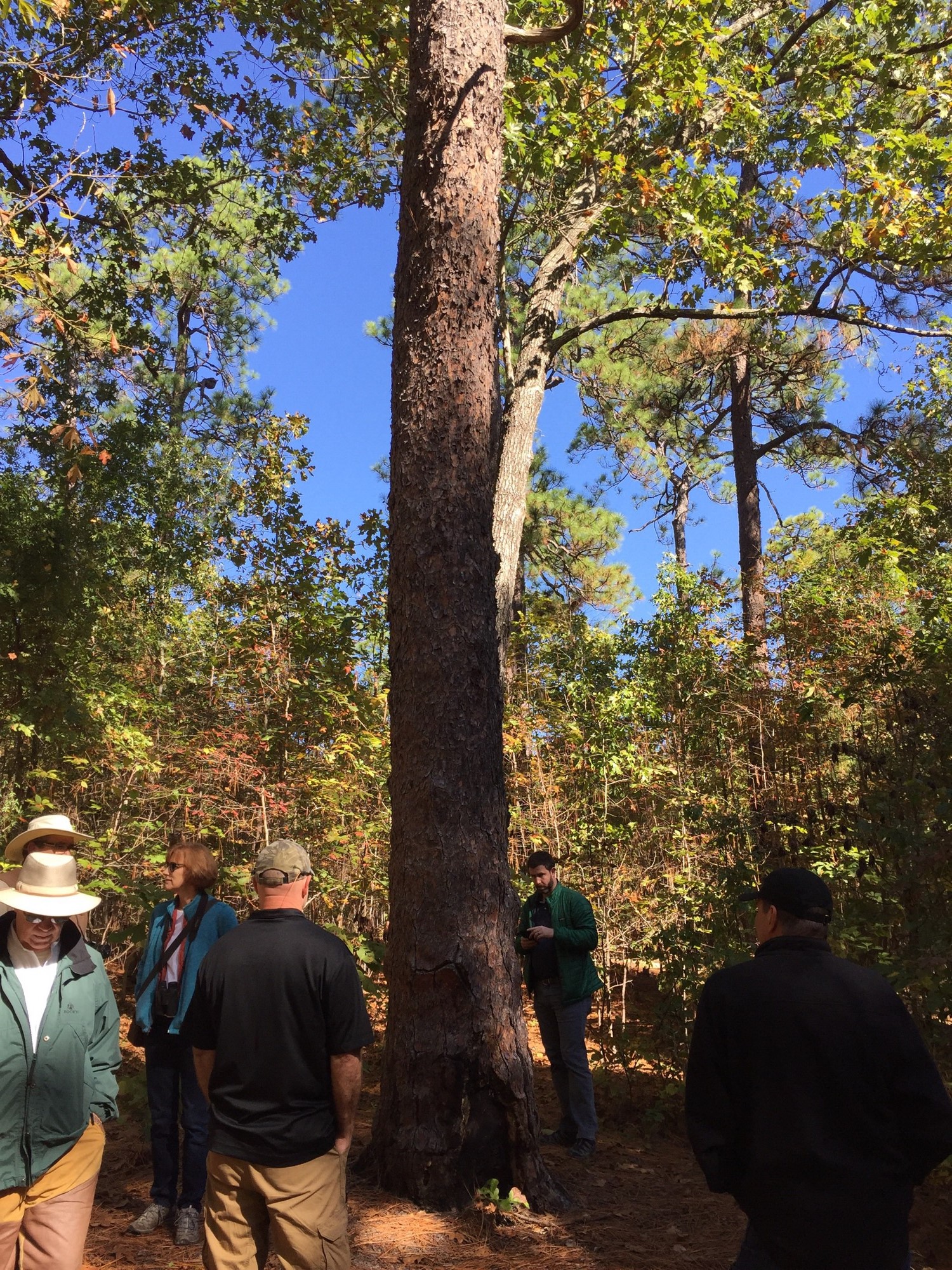 The oldest longleaf pine at Weymouth Woods. Photo Credit: Addie Thornton with SERPPAS