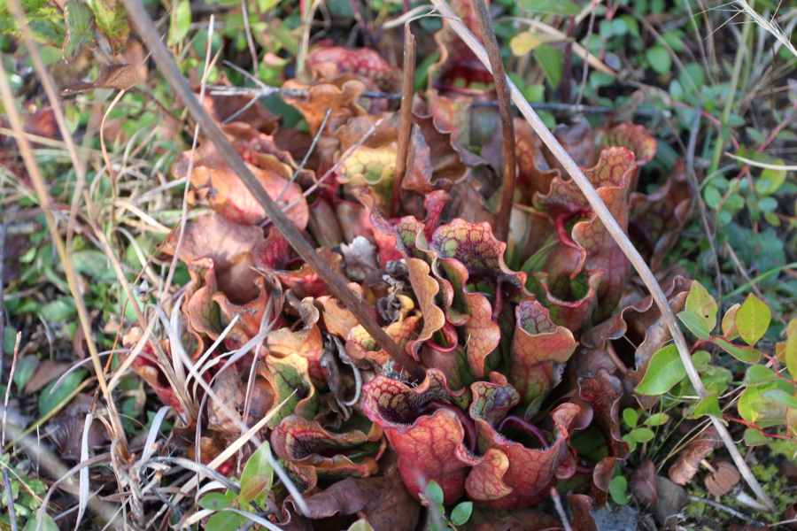 Pitcher Plant, Stones Creek Game Land, NC, December 2011 (Photo by Lark Hayes)