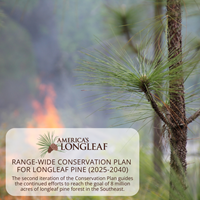Range-wide Conservation Plan for Longleaf Pine (2025-2040)