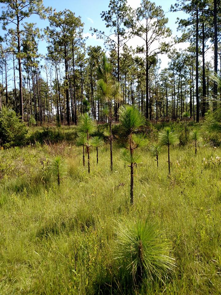 A longleaf pine stand with multi-age classes. Photo Credit: Wendy J. Ledbetter