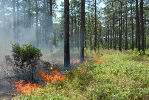 A prescribed burn in a longleaf forest