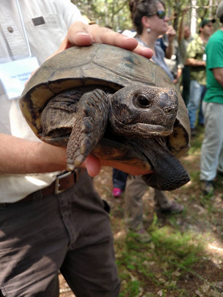 Gopher tortoise- a species of conservation effort in the longleaf forest systems of the southeastern United States. Photo Credit: Wendy J. Ledbetter